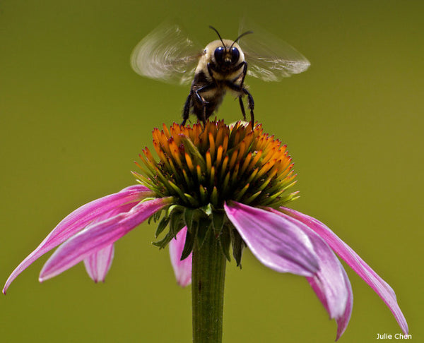 SWEET BABY (BĀ-BEE) GIFTS INSPIRED BY THE HONEY BEE